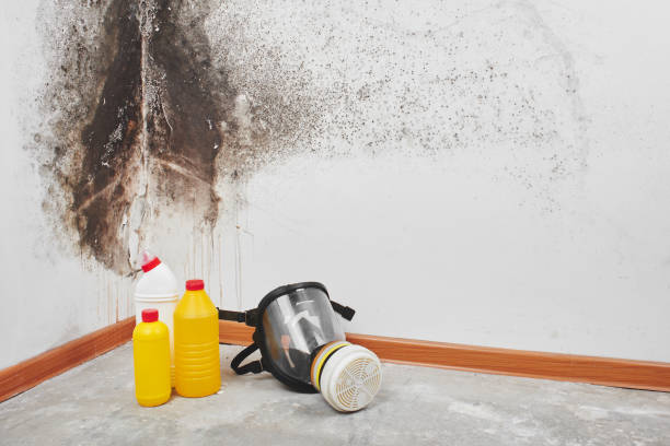 Best Insurance-Related Mold Remediation in Long Creek, IL