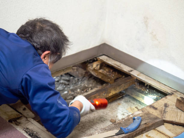  Long Creek, IL Mold Removal Pros