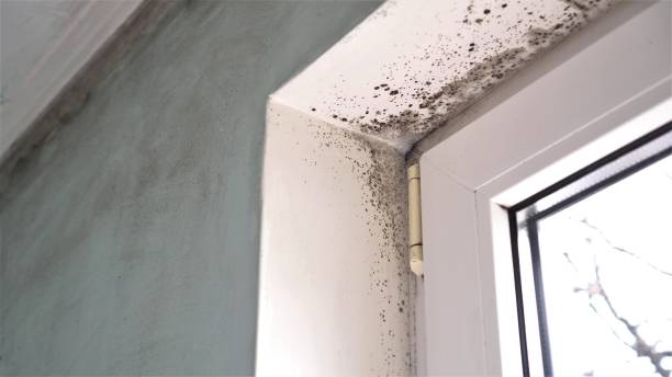 Best DIY Mold Remediation Support Services in Long Creek, IL