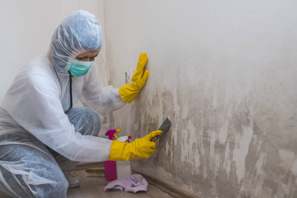 Best Kitchen Mold Remediation in Long Creek, IL