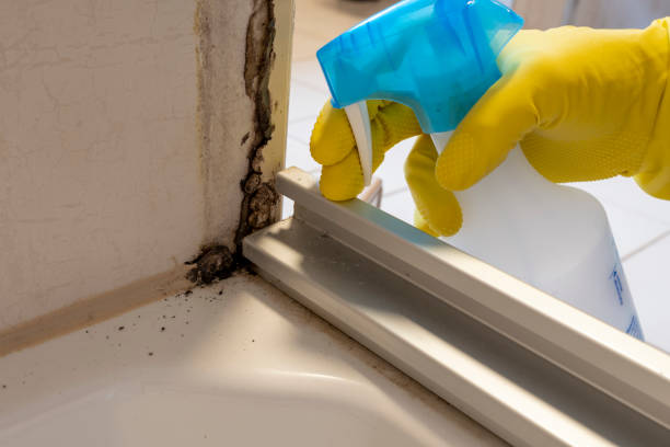 Best DIY Mold Remediation Support Services in Long Creek, IL