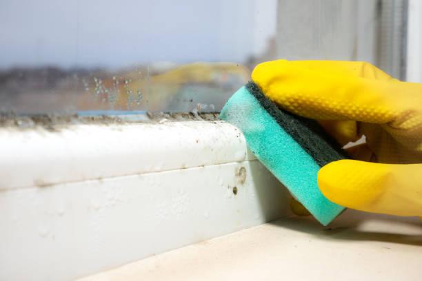 Best Black Mold Remediation in Long Creek, IL