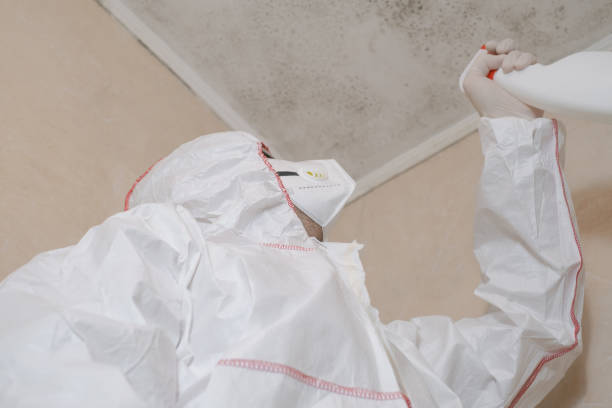Best Residential Mold Remediation in Long Creek, IL