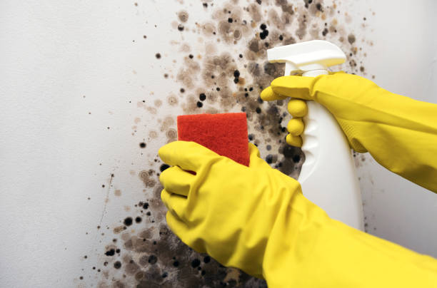 Best Mold Remediation for Schools in Long Creek, IL