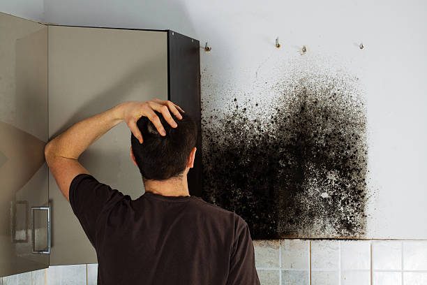 Best White Mold Remediation in Long Creek, IL