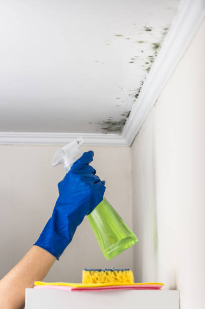 Best Residential Mold Remediation in Long Creek, IL